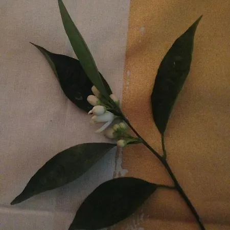 Destina Bar Restaurant Hotel *